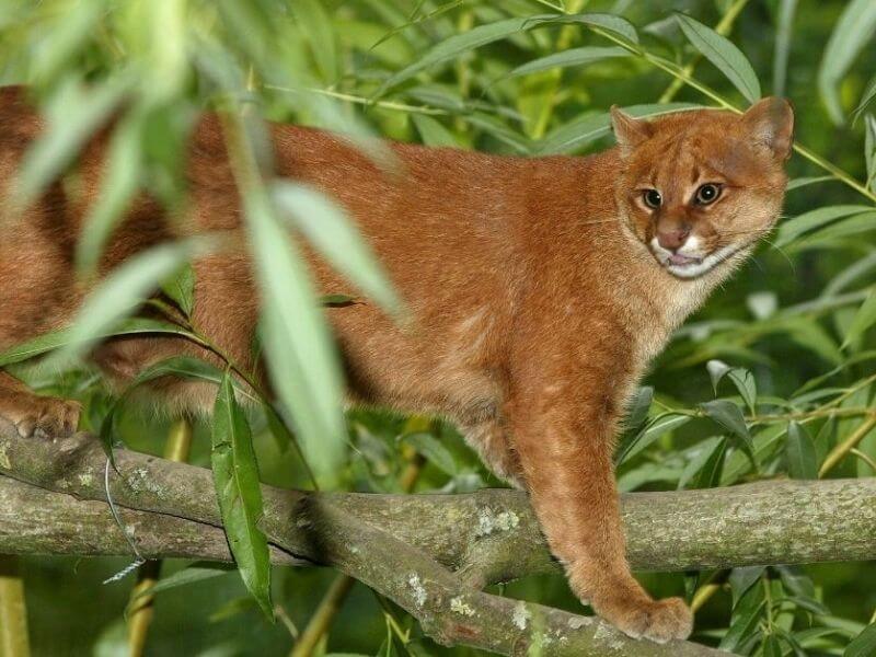 animals live in The Amazon Rainforest