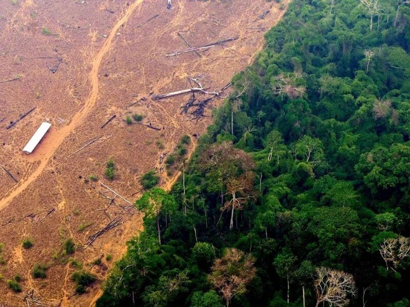 the Amazon Rainforest has been destroyed