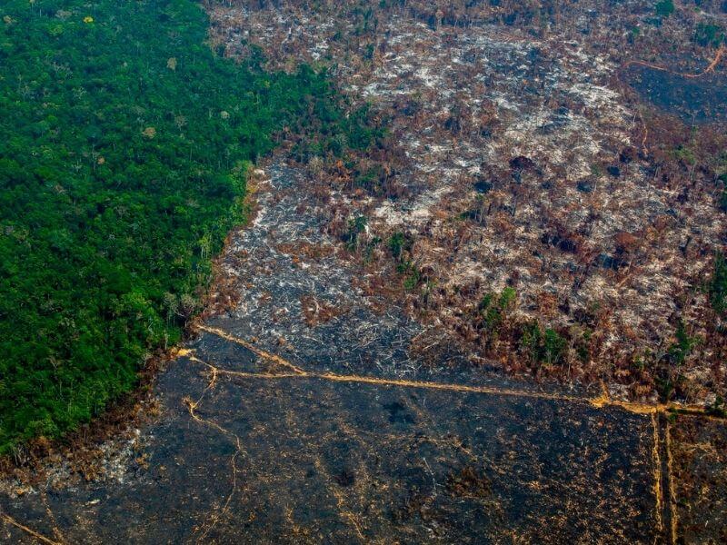 the Amazon Rainforest has been destroyed