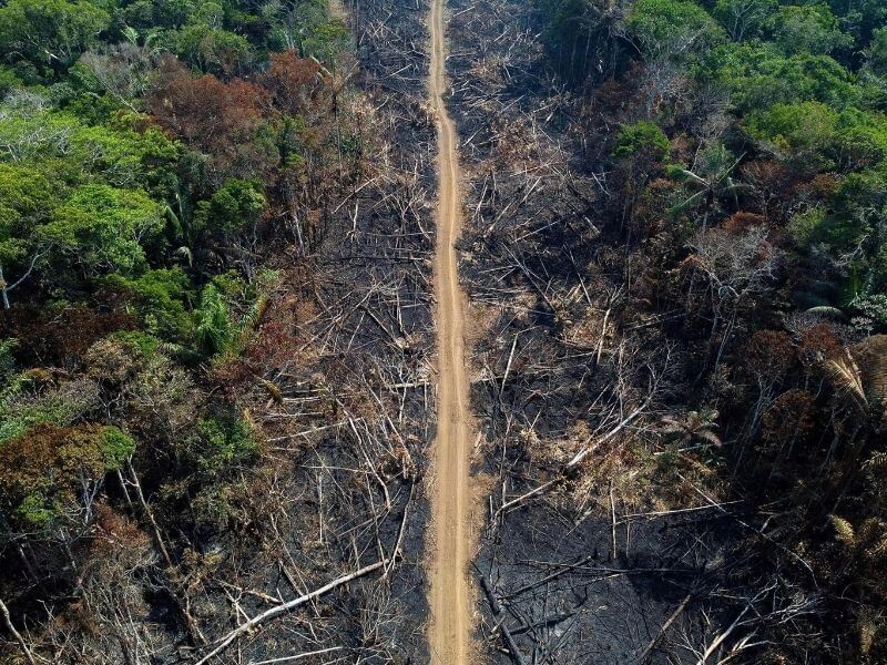 The Amazon Rainforest being destroyed